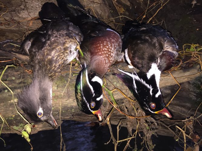 For once, patience not necessary while hunting
